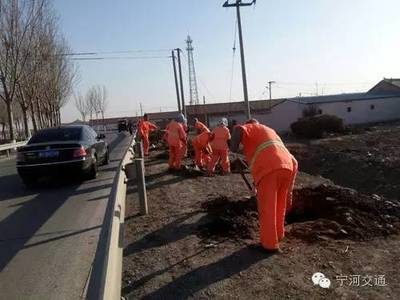 宁河区公路养护管理所全力打好大绿工程攻坚战